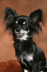 longhaired Chihuahua Portrait