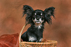 longhaired Chihuahua in basket