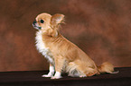 sitting longhaired Chihuahua