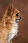 longhaired Chihuahua Portrait