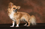 standing longhaired Chihuahua