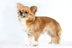 standing longhaired Chihuahua