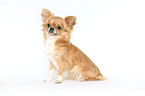 sitting longhaired Chihuahua