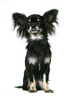 sitting longhaired Chihuahua