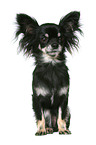 sitting longhaired Chihuahua