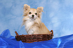 Chihuahua in basket