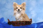 Chihuahua in basket