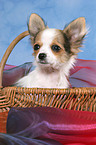 Chihuahua puppy in basket