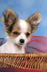 Chihuahua puppy in basket