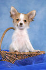 Chihuahua puppy in basket