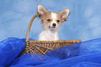 Chihuahua puppy in basket