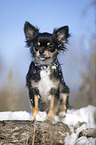 sitting longhaired Chihuahua