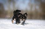 longhaired Chihuahua runs through the snow