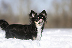 longhaired Chihuahua