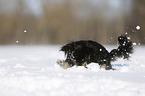 longhaired Chihuahua runs through the snow