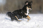 longhaired Chihuahua runs through the snow