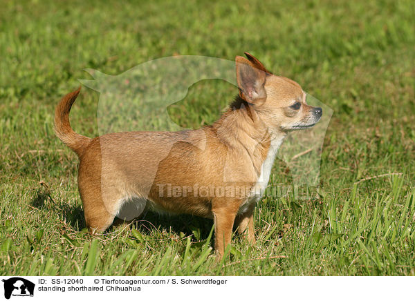 standing shorthaired Chihuahua / SS-12040