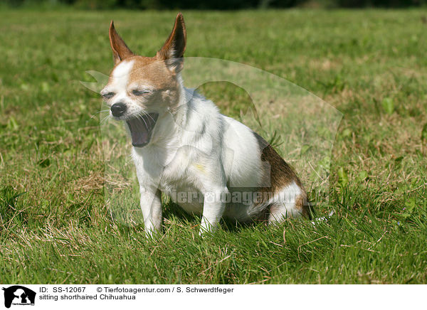 sitting shorthaired Chihuahua / SS-12067