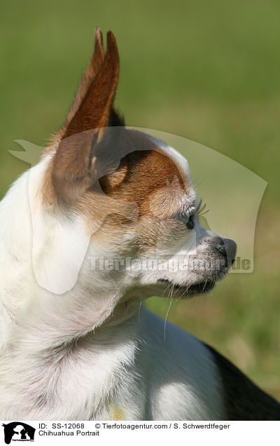 Chihuahua Portrait / Chihuahua Portrait / SS-12068