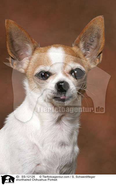 Kurzhaarchihuahua Portrait / shorthaired Chihuahua Portrait / SS-12126