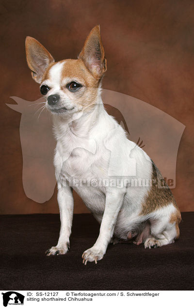 sitzender Kurzhaarchihuahua / sitting shorthaired Chihuahua / SS-12127