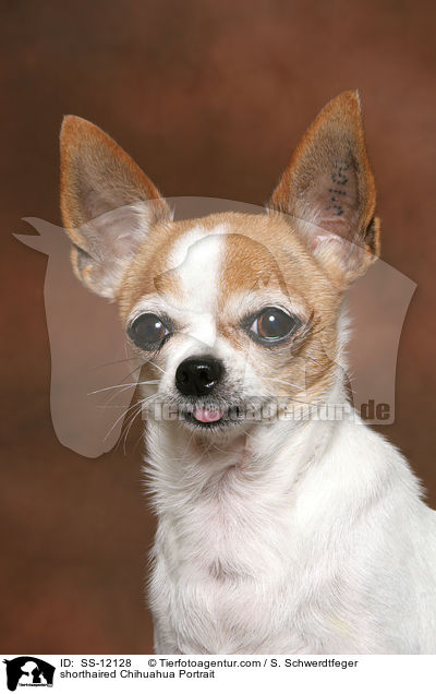 Kurzhaarchihuahua Portrait / shorthaired Chihuahua Portrait / SS-12128