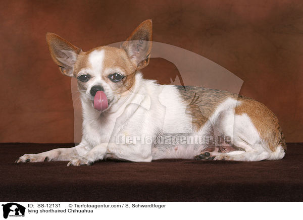 liegender Kurzhaarchihuahua / lying shorthaired Chihuahua / SS-12131