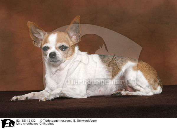 liegender Kurzhaarchihuahua / lying shorthaired Chihuahua / SS-12132