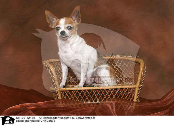 sitting shorthaired Chihuahua / SS-12136