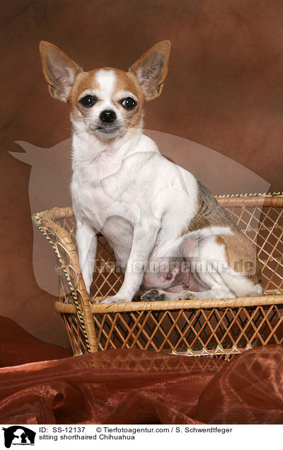 sitzender Kurzhaarchihuahua / sitting shorthaired Chihuahua / SS-12137