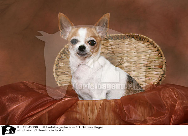Kurzhaarchihuahua im Krbchen / shorthaired Chihuahua in basket / SS-12138