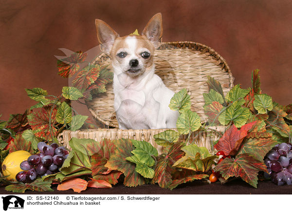 Kurzhaarchihuahua im Krbchen / shorthaired Chihuahua in basket / SS-12140