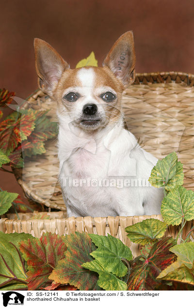 Kurzhaarchihuahua im Krbchen / shorthaired Chihuahua in basket / SS-12141