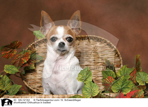 Kurzhaarchihuahua im Krbchen / shorthaired Chihuahua in basket / SS-12142