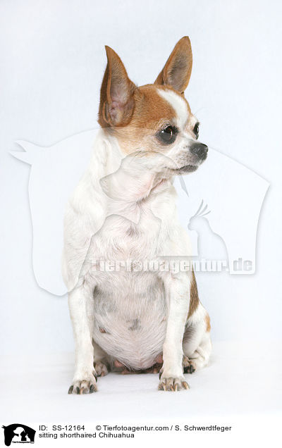 sitzender Kurzhaarchihuahua / sitting shorthaired Chihuahua / SS-12164