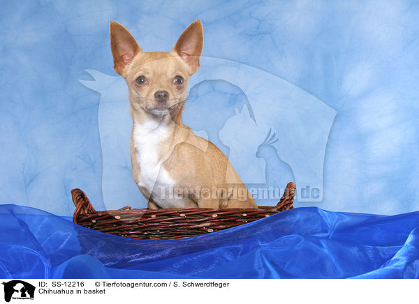 Chihuahua im Krbchen / Chihuahua in basket / SS-12216