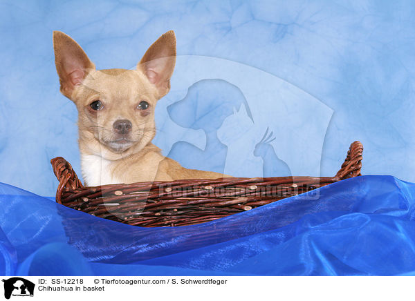 Chihuahua im Krbchen / Chihuahua in basket / SS-12218