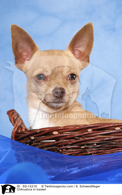 Chihuahua im Krbchen / Chihuahua in basket / SS-12219