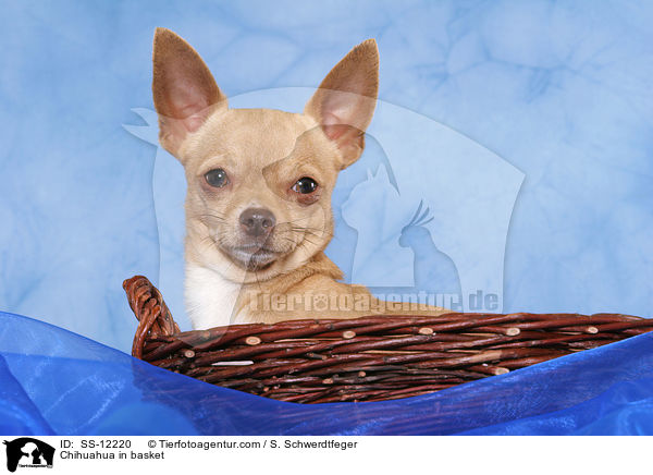 Chihuahua im Krbchen / Chihuahua in basket / SS-12220