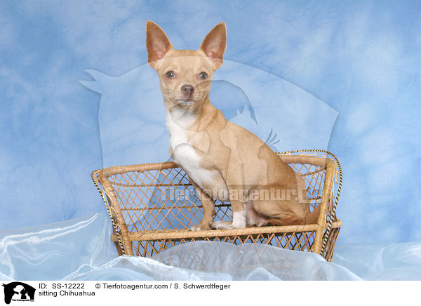 sitzender Chihuahua / sitting Chihuahua / SS-12222