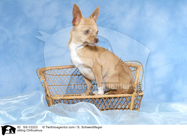 sitzender Chihuahua / sitting Chihuahua / SS-12223