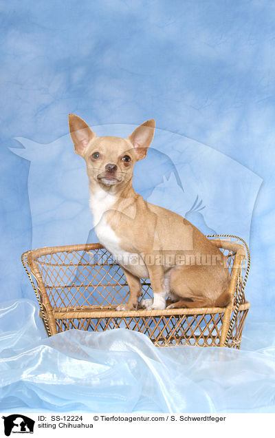 sitzender Chihuahua / sitting Chihuahua / SS-12224