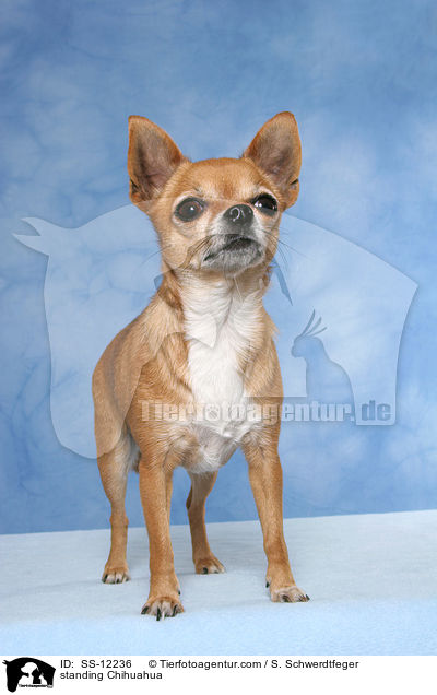 stehender Chihuahua / standing Chihuahua / SS-12236