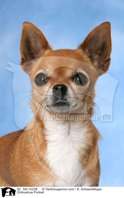 Chihuahua Portrait / Chihuahua Portrait / SS-12238