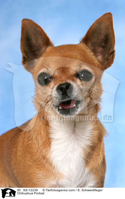 Chihuahua Portrait / Chihuahua Portrait / SS-12239