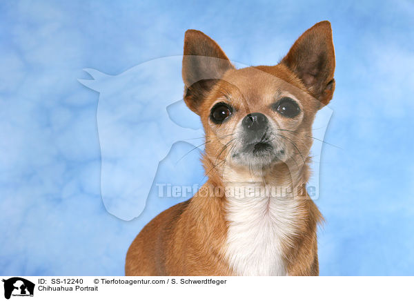Chihuahua Portrait / Chihuahua Portrait / SS-12240