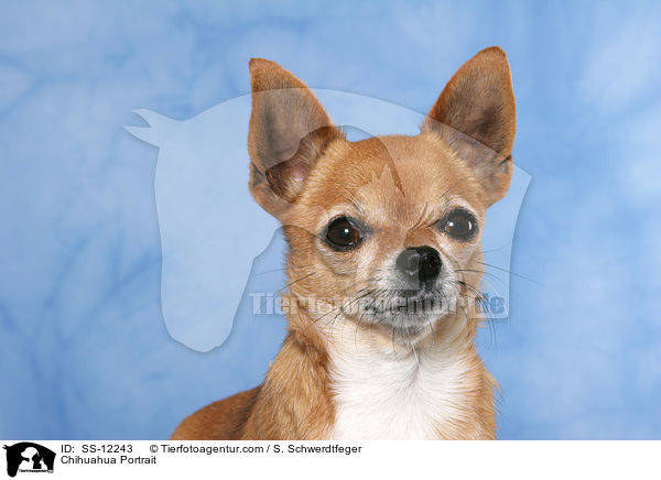Chihuahua Portrait / Chihuahua Portrait / SS-12243
