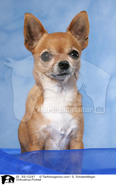 Chihuahua Portrait / SS-12247