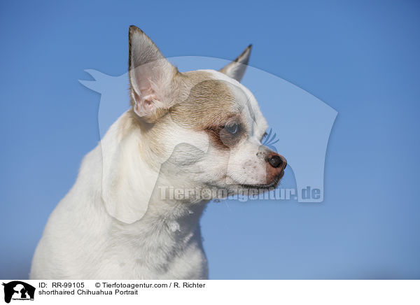 Kurzhaarchihuahua Portrait / shorthaired Chihuahua Portrait / RR-99105