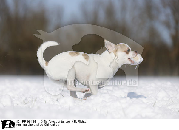 rennender Kurzhaarchihuahua / running shorthaired Chihuahua / RR-99124